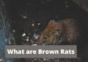 What are Brown Rats