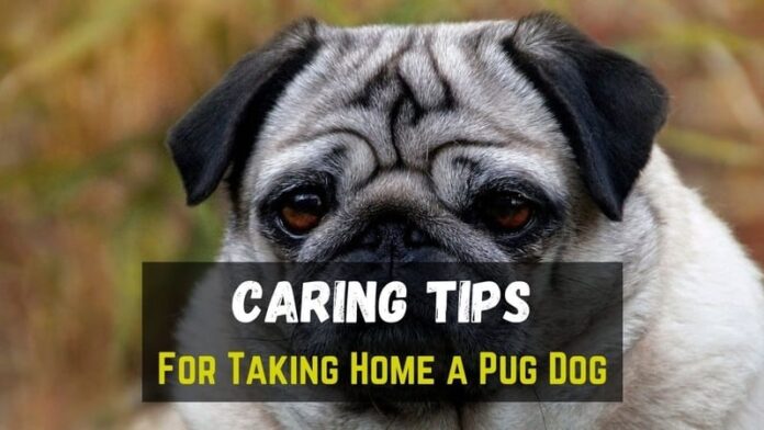 Pug Dog Caring Tips